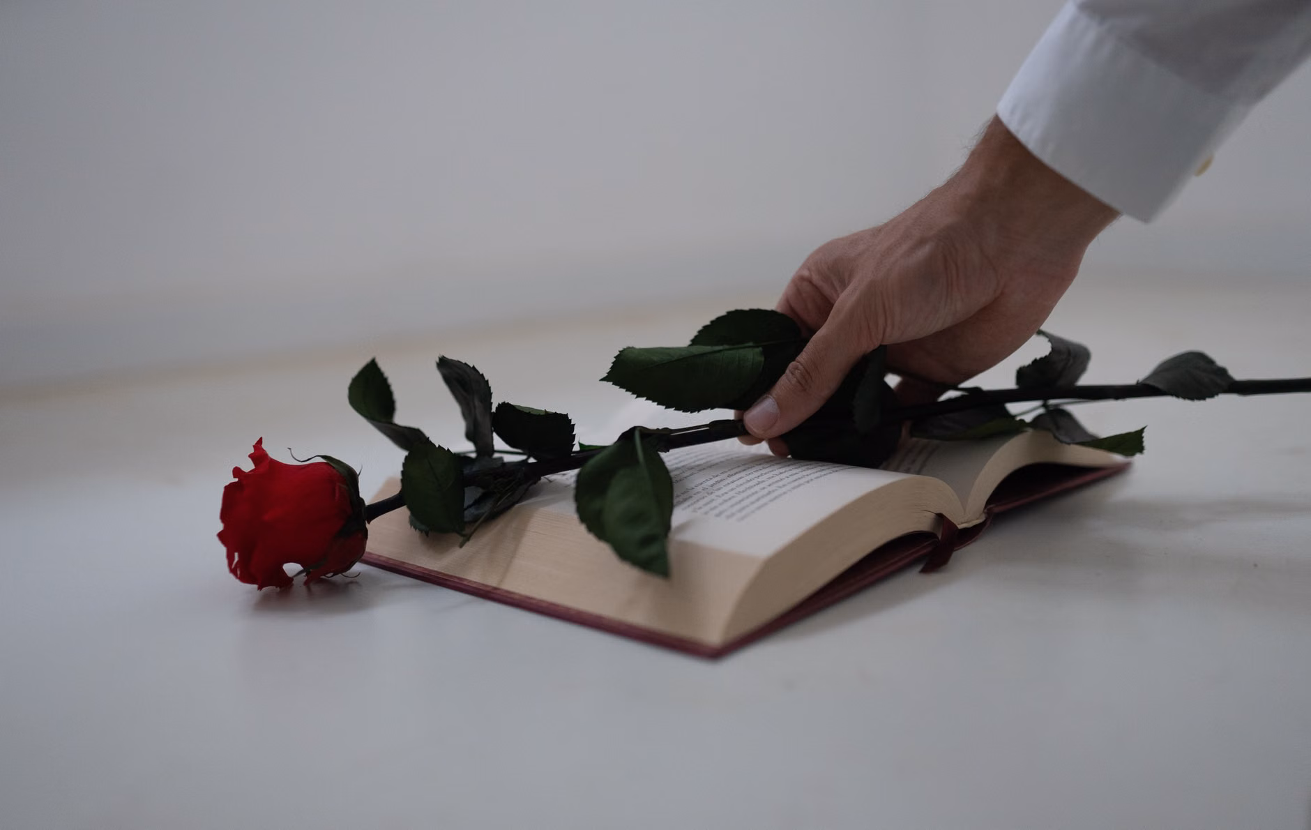 A red rose delicately placed on an open book, symbolizing romance and literature.